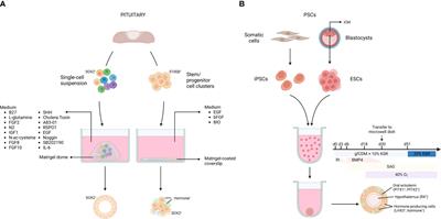 Organoid models of the pituitary gland in health and disease